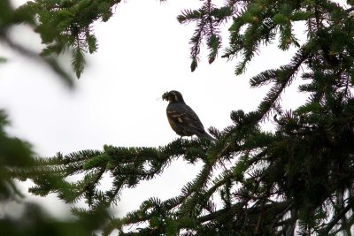 Varied Thrush, Seward, Alaska