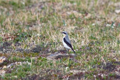 Wheatears and Old World Flycatchers