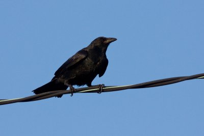 Fish Crow, NJ