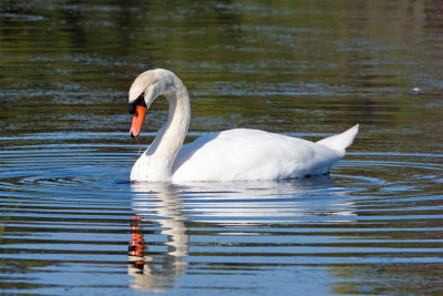 Mute Swan, NJ