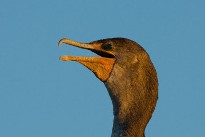 Double-crested Cormorant, SC