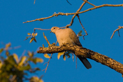 Eurasion Collared-Dove, SC