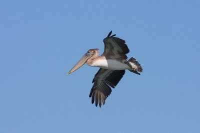 Brown Pelican, SC