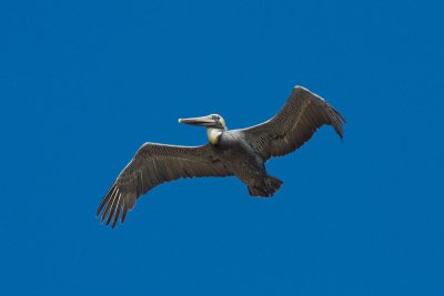 Brown Pelican, SC