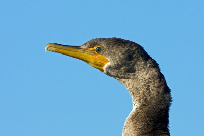 Double-crested Cormorant, NC