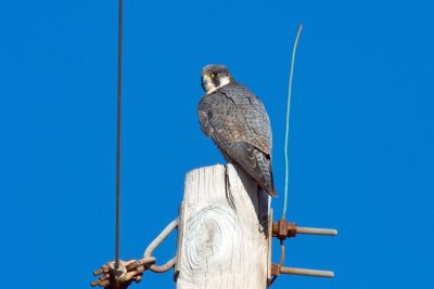 Peregrine Falcon, NC