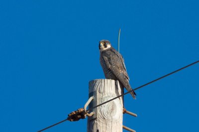 Peregrine Falcon, NC