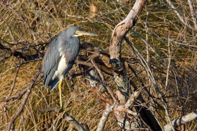 Tri-colored Heron, NC