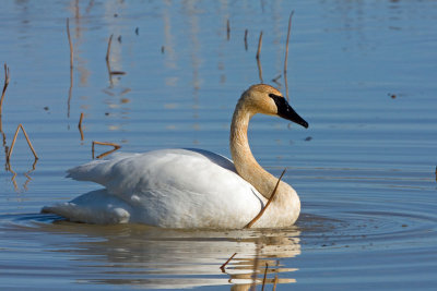 Trumpeter Swan, Oh