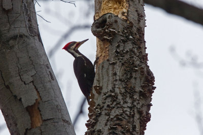 Pileated Woodpecker,  Oh