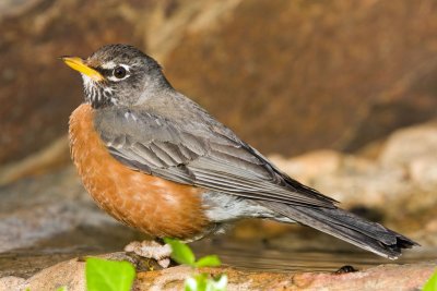 American Robin, NC