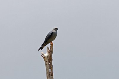g4/34/338034/3/142866156.J7ph7H0w.jpg
