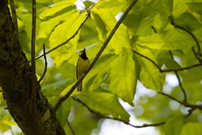 Hooded Warbler, NC