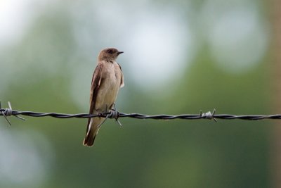 Northern Rough-winged Swallow, NC