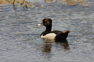 Ring-necked Duck, Rocky Mtn National Park Colorado