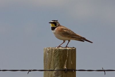 Horned Lark, Co