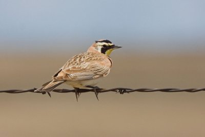 Horned Lark, Co