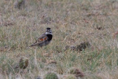 Mccown's Longspur Pawnee Grasslands Colorado