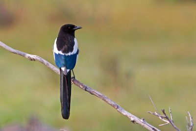 Jays, Crows, Magpies, Ravens, and Scrub-Jays