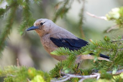 Clark's Nutcracker Rocky Mtn National Park Colorado