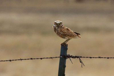 Burrowing Owl, Pawnee Grasslands Colorado