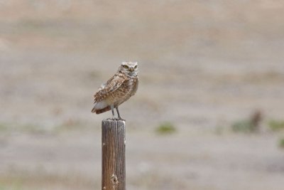 Burrowing Owl, Co