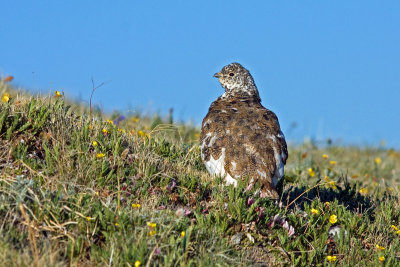 White-tailed Ptarmigan, Rocky Mtn National Park Colorado