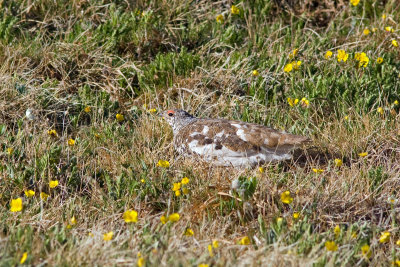 White-tailed Ptarmigan, Rocky Mtn National Park Colorado