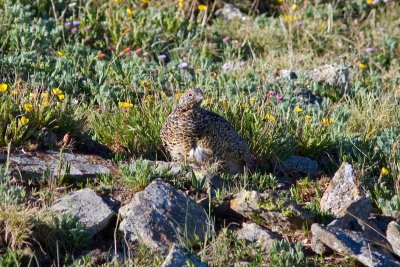 White-tailed Ptarmigan, Rocky Mtn National Park Colorado