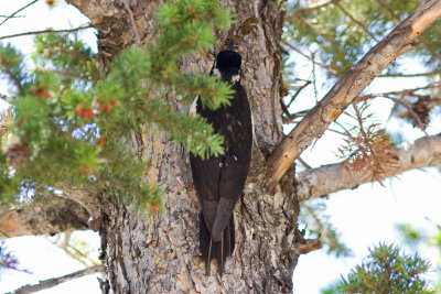 Williamson's Sapsucker, Rocky Mtn National Park Colorado