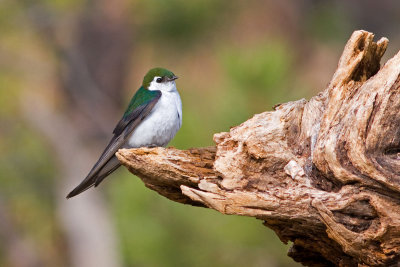 Violet-green Swallow, Estes Park, Colorado