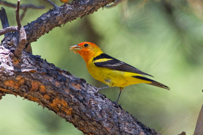Western Tanager, Rocky Mtn National Park Colorado