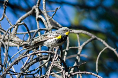 Yellow-rumped Warbler (Audubon's), Rocky Mtn National Park Colorado