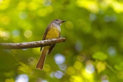 Great-creasted Flycatcher, NC 