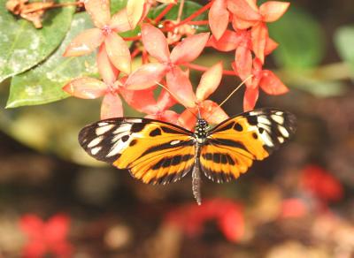 Eueides Butterfly , Ecuador