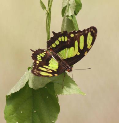 Malachite Butterfly, Ecuador