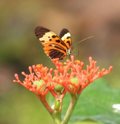 Eueides Butterfly, Ecuador
