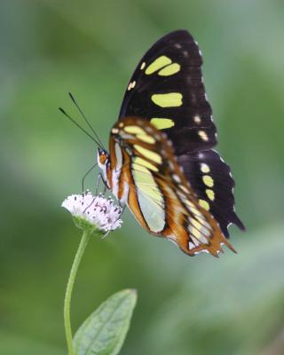 Malachite Butterfly, Maricao, Puerto Rico
