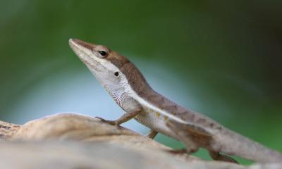 Lizard, Puerto Rico, Guanica State Forest