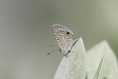 Hanno Blue Butterfly, Guanica, Puerto Rico