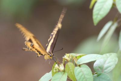Schaus's Swallowtail Butterfly, Maricao