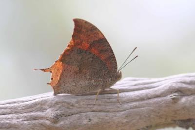 Leafwing Butterfly, Guanica State Forest, Puerto Rico