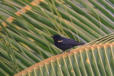 Yellow-Shouldered Blackbird, La Parguera
