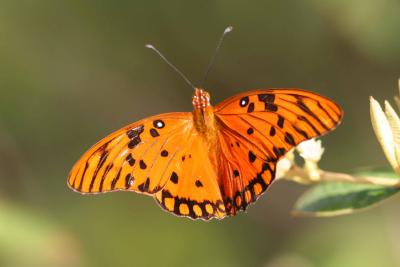 Gulf Fritillary Butterfly, Guanica State Forest, Puerto Rico