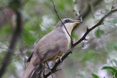 Mangrove Cuckoo, Guanica State Forest