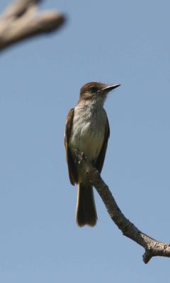 Puerto Rican Flycatcher, Guanica State Forest