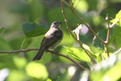 Puerto Rican Spindalis (Female), Maricao State Forest