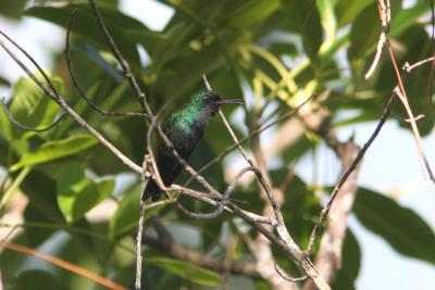 Purto Rican Emerald, Maricao State Forest