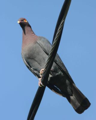 Scaly-naped Pigeon, Maricao
