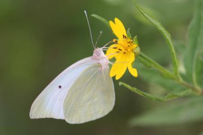 Butterfly, Sulphur, Guanica State Forest, Puerto Rico